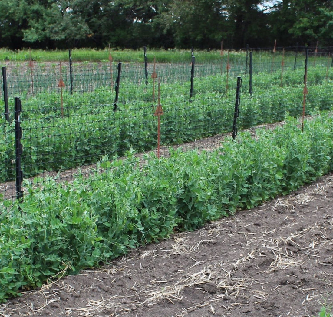 Our most cost effective options to trellis vining and semi-vining crops
