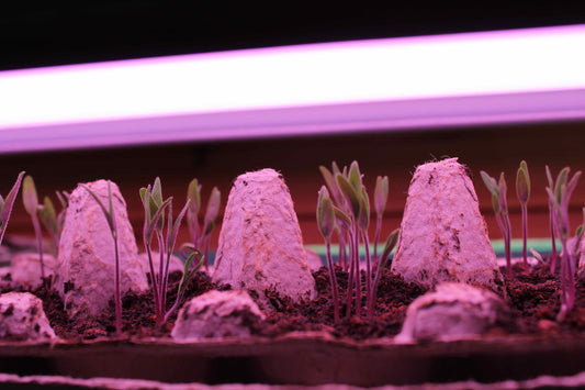 Under the Bright Lights...