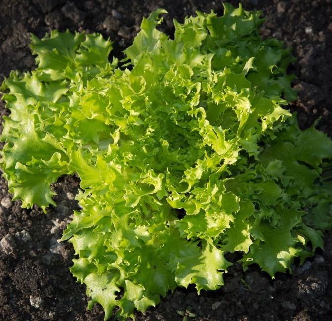 New August Checklist: Growing Like A Gardening Guru