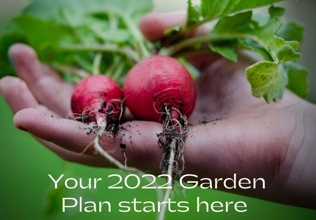 2022 Prairie Road Organic Seed garden plan with two radishes in hand grown from certified organic seed