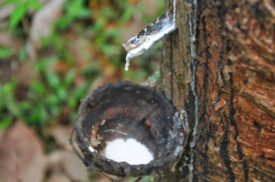 Plastic Free Gardening Using Natural Rubber Seed Trays