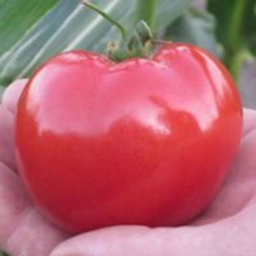 7 Simple Tips To Best Keep Your Tomato Plants Disease-Free