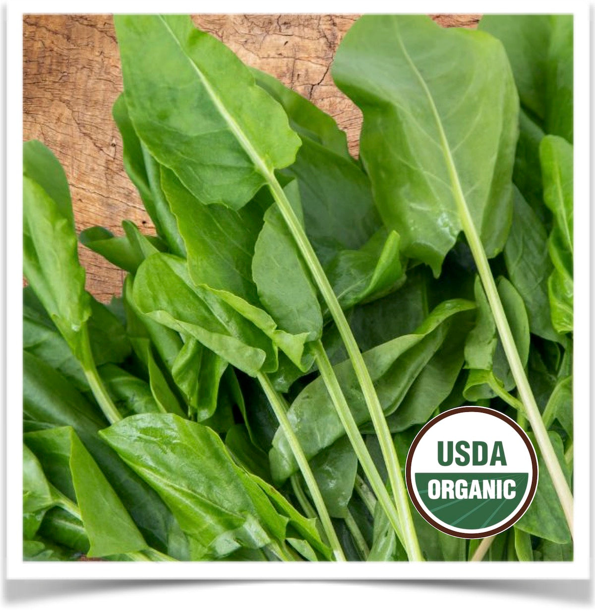 French sorrel harvest at Prairie Road Organic Seed