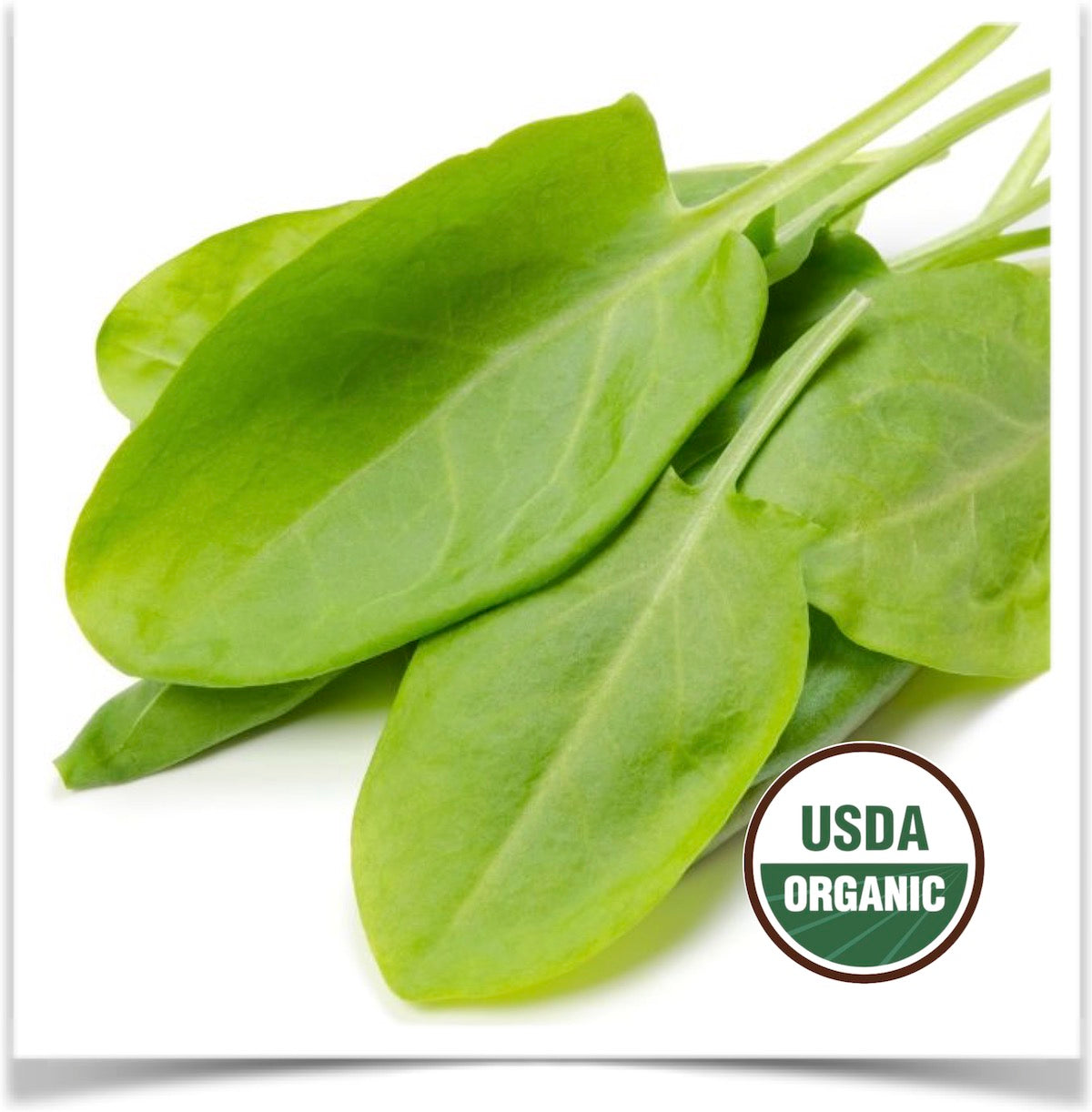 French sorrel leaves ready for your salad at Prairie Road Organic Seed