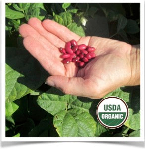 Dry Beans: Hidatsa Red