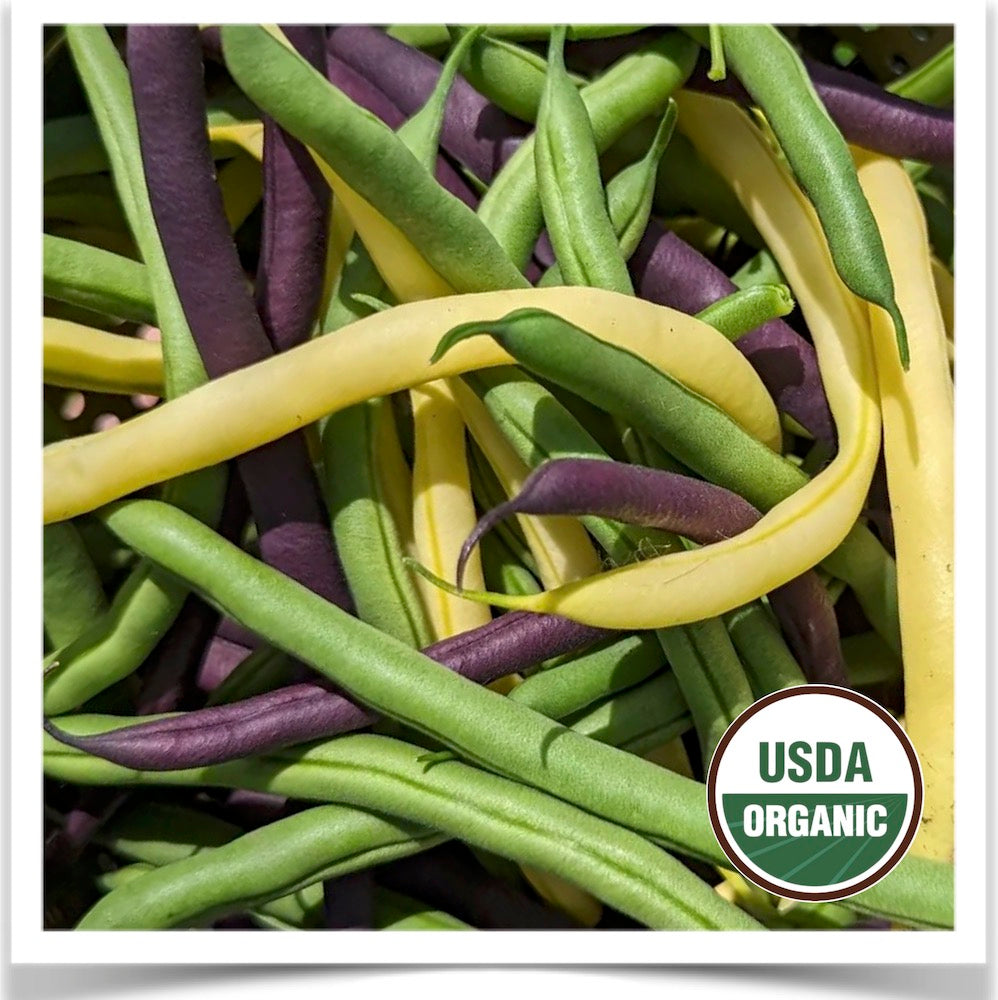 Green, purple, and golden beans in a gorgeous medley of color-- and delicious!