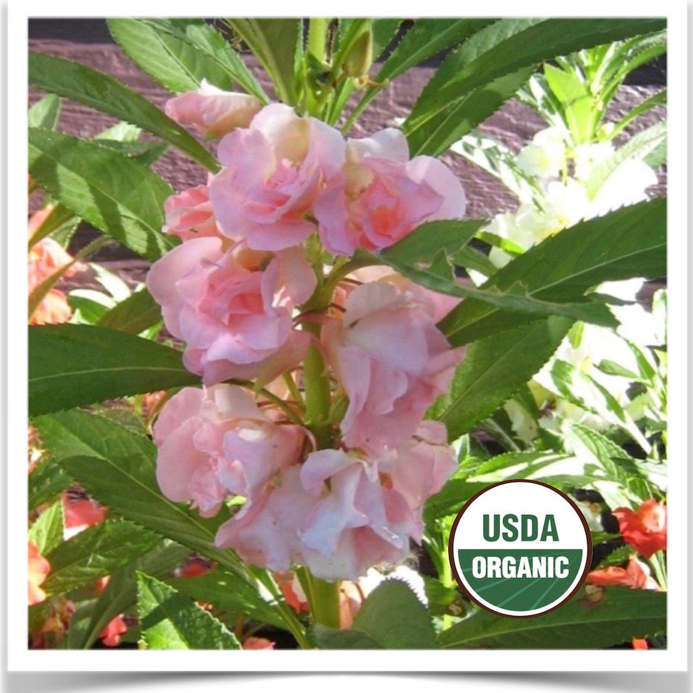Certified organic seed of Camellia Flowered balsam blooms of rose-like flowers.