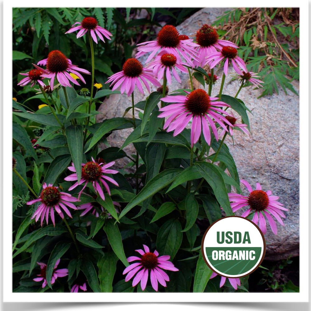 Prairie Road Organic Seed Purple Coneflower echinacea flower grown from certified organic seed.