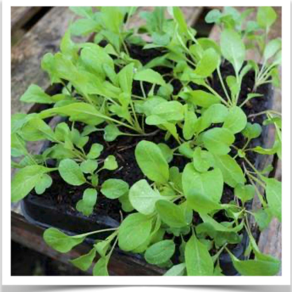 Green plants growing in a 30 cell natural rubber seed tray for your organic seed starts.