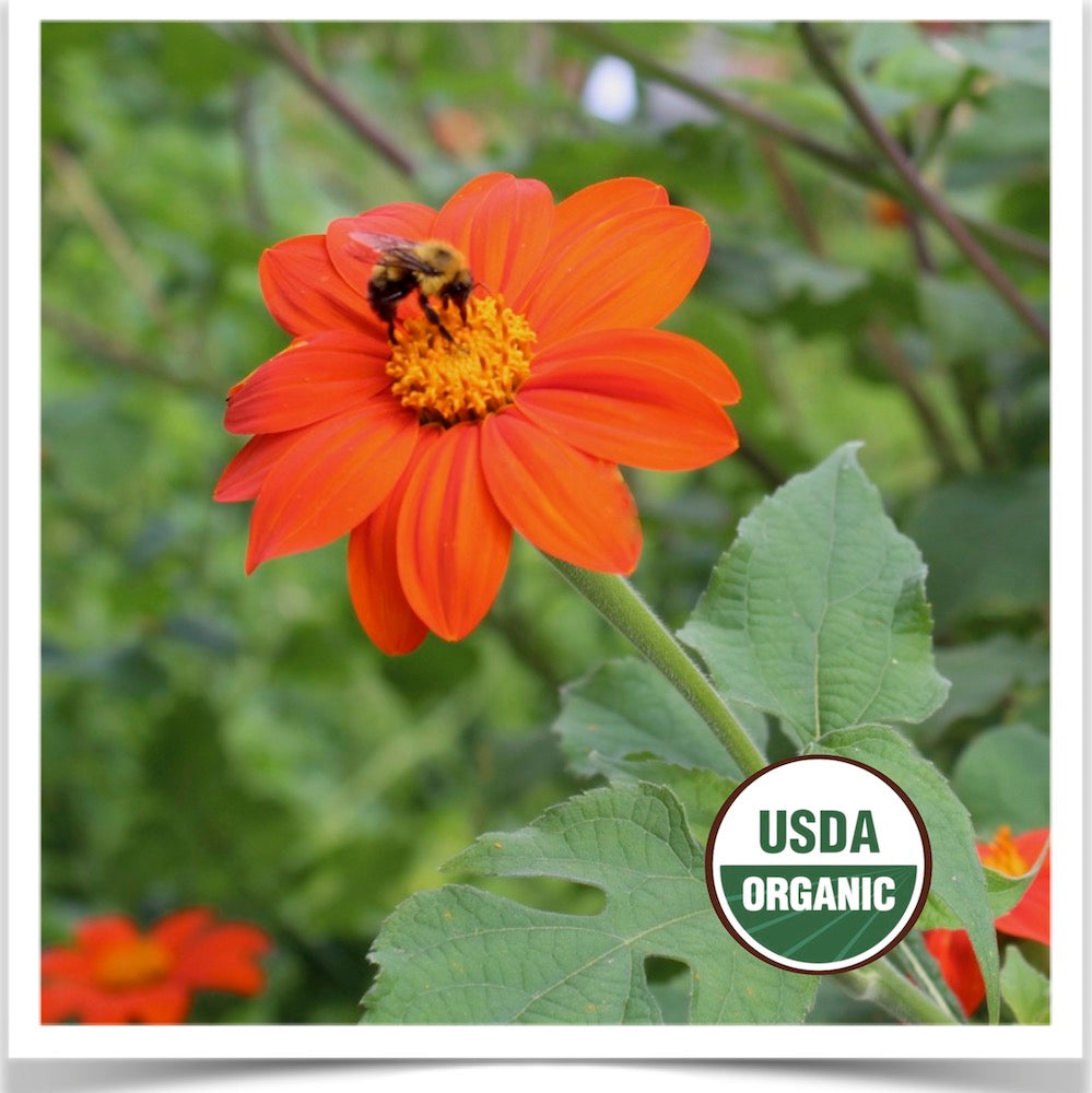 Prairie Road Organic Seed Torch mexican sunflower grown from certified organic seed
