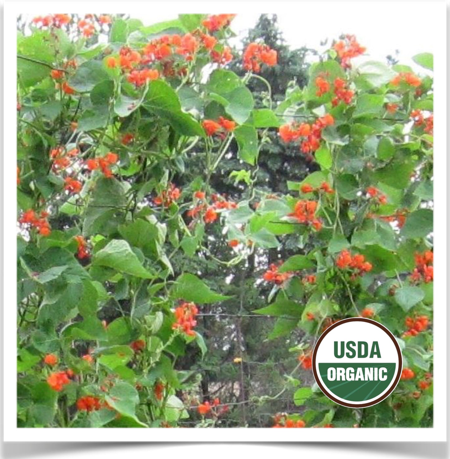 Scarlet Runner beans with blooms topping the fence at Prairie Road Organic Seed