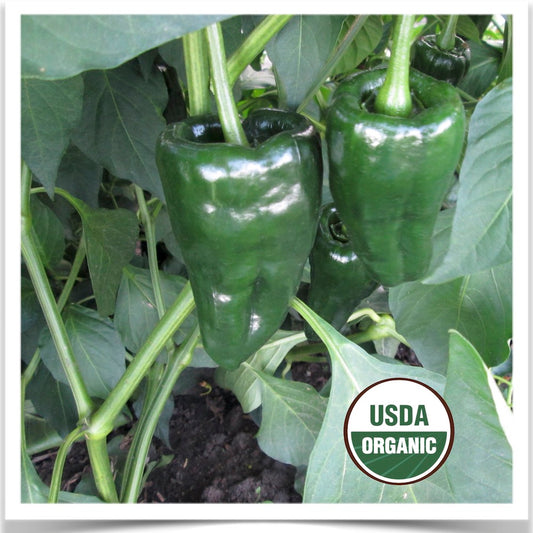 Green Poblano peppers at Prairie Road Organic Seed