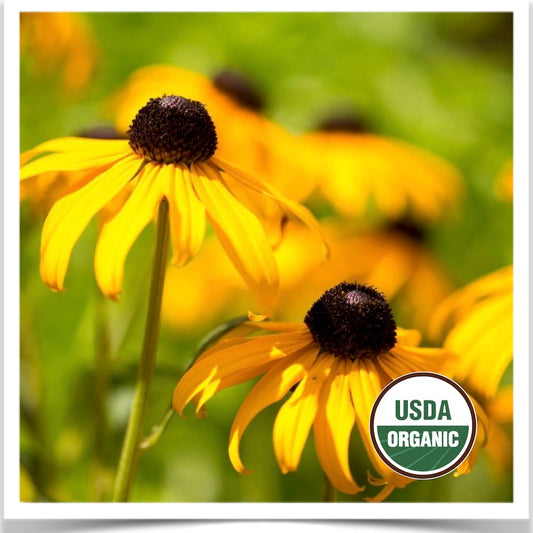 Black Eyed Susan wildflowers at Prairie Road Organic Seed