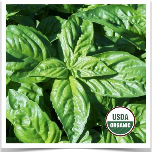 Prairie Road Organic Seed Genovese basil grown from certified organic seed.