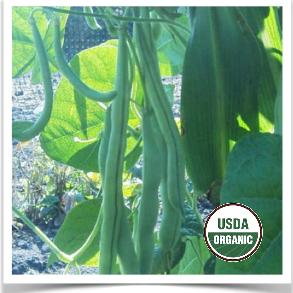 Prairie Road Organic Seed Blue Lake green bean climbing the fence grown from certified organic seed.