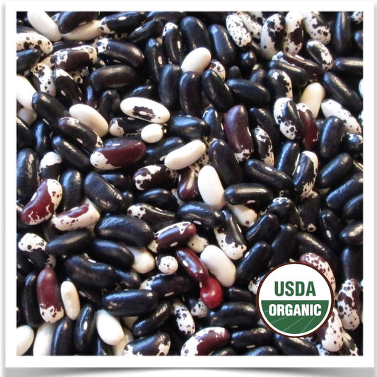 Dakota Bumble organic dry bean seed at Prairie Road Organic Seed