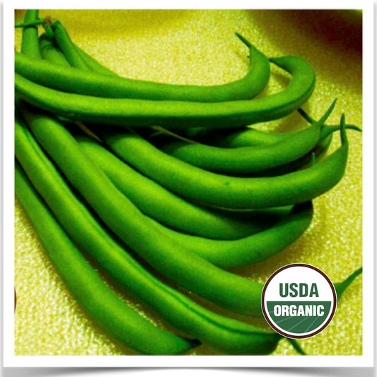 A handful of Early Contender green beans grown from certified organic seed.