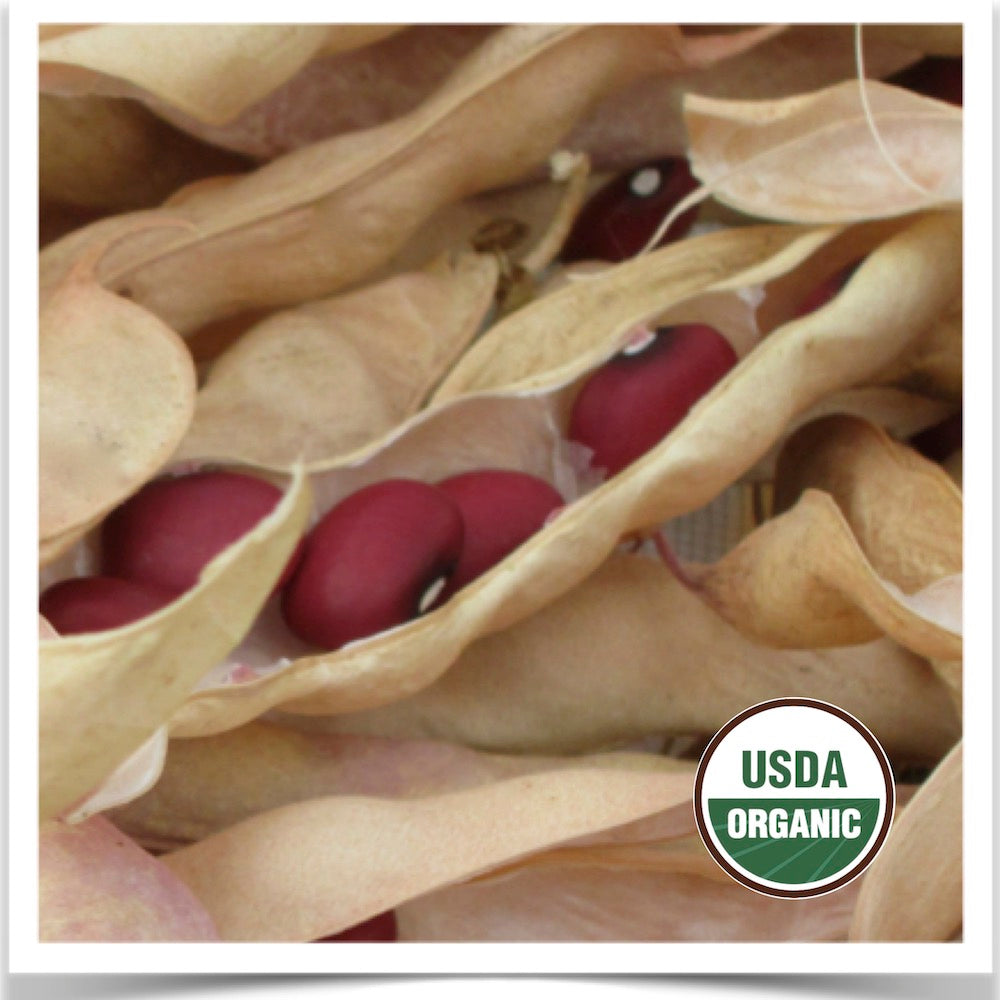 Prairie Road Organic Seed Hidatsa Red dry bean grown from certified organic seed.