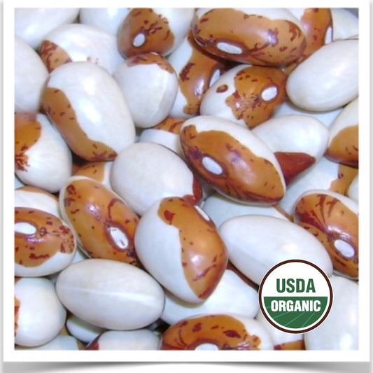 Prairie Road Organic Seed Hidatsa Shield dry bean grown from certified organic seed.