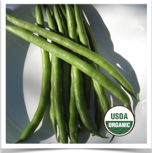 Prairie Road Organic Seed Jade green bush beans grown from certified organic seed.