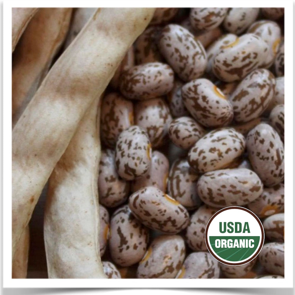 Prairie Road Organic Seed Nodak pinto beans grown from certified organic seed.