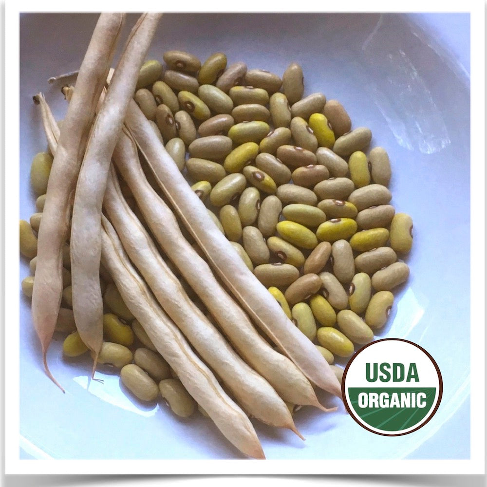 Arikara Yellow dry beans in a bowl; grown with seed from Prairie Road Organic Seed