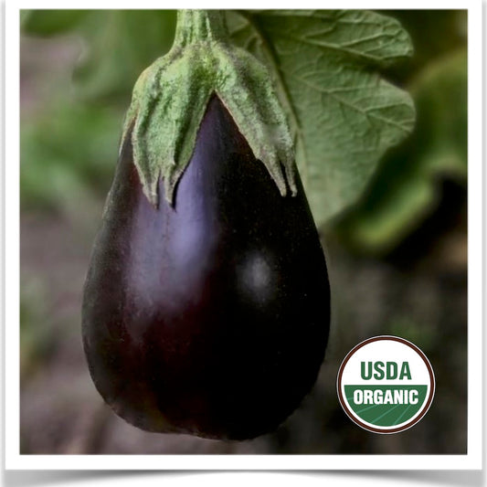 Prairie Road Organic Seed 's Black Beauty eggplant grown from certified organic seed.