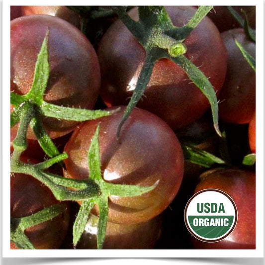 Prairie Road Organic Seed Black Cherry tomato grown from certified organic seed