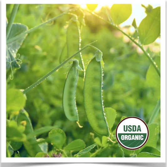 Blizzard snow peas thriving in the garden sunlight at Prairie Road Organic Seed.