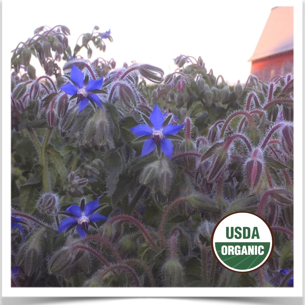 Prairie Road Organic Seed Starflower borage grown from certified organic seed.