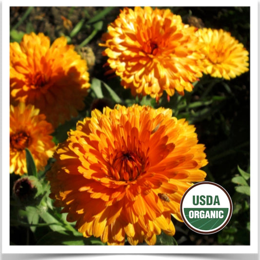 Prairie Road Organic Seed Calendula grown from certified organic seed