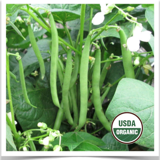 Prairie Road Organic Seed Cantare green bean grown from certified organic seed