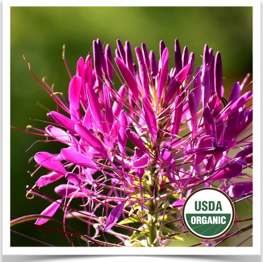 Prairie Road Organic Seed Rose Queen cleome grown from certified organic seed.