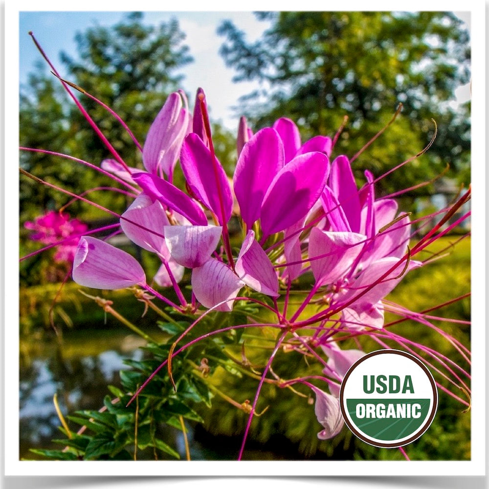 Prairie Road Organic Seed Rose Queen cleome grown from certified organic seed.