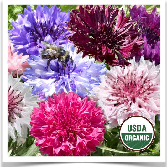 Color My World bachelor buttons grown from certified organic seed at Prairie Raod