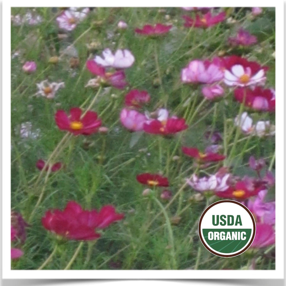 Prairie Road Organic Seed Versailles Mix organic cosmos seed