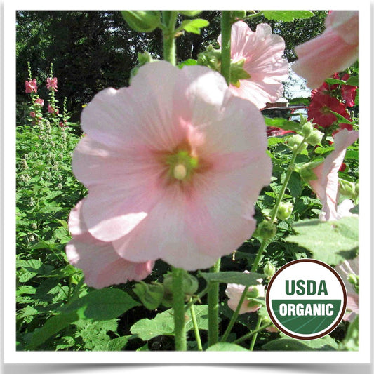 Prairie Road Organic Seed Cottage Mix light pink hollyhock grown from certified organic seed
