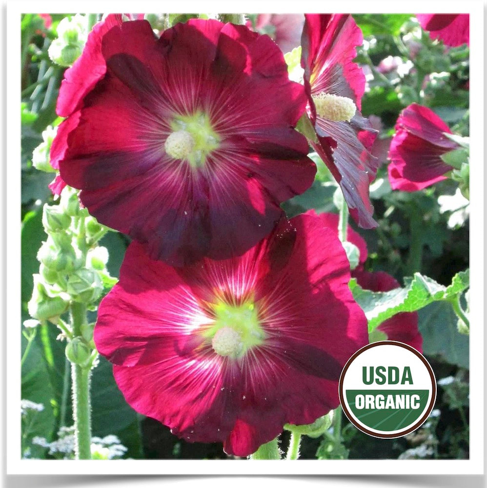 Prairie Road Organic Seed Cottage Mix with magenta hollyhocks grown from certified organic seed.