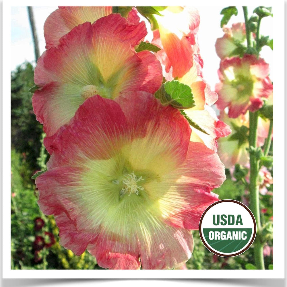 Prairie Road Organic Seed Cottage Mix with pink fringed hollyhock grown from certified organic seed.