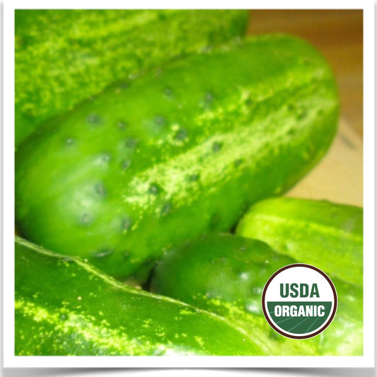 Homegrown Homemade Pickles cucumbers washed and ready for pickling at Prairie Road Organic Seed.