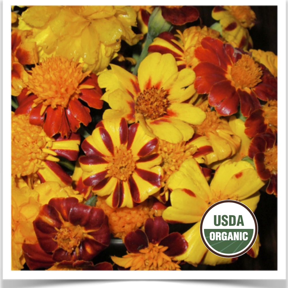 Prairie Road Organic Seed Dakota Gold marigold grown from certified organic seed