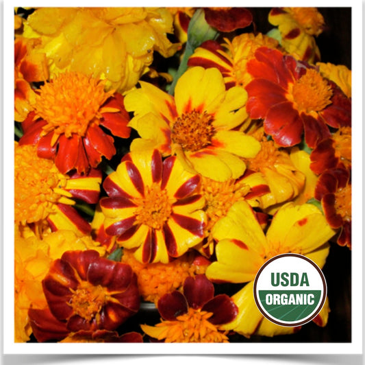 Prairie Road Organic Seed Dakota Gold marigold grown from certified organic seed