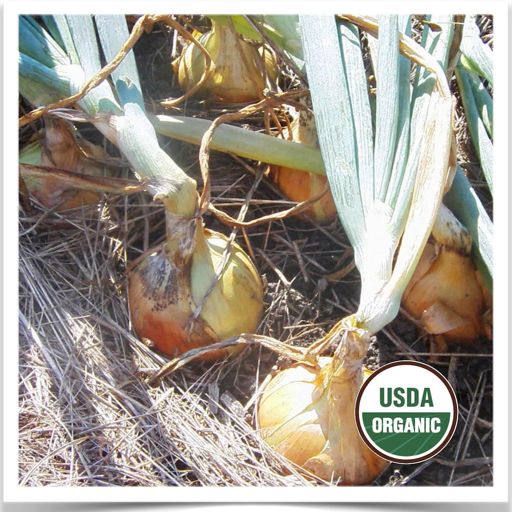 Prairie Road Organic Seed Dakota Tears onion growing in the garden; grown from organic onion seed