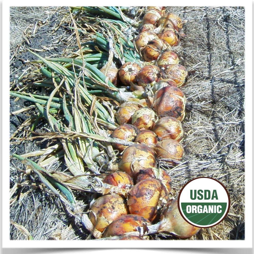 Dakota Tears onions being harvested in the garden; grown from organic onion seed