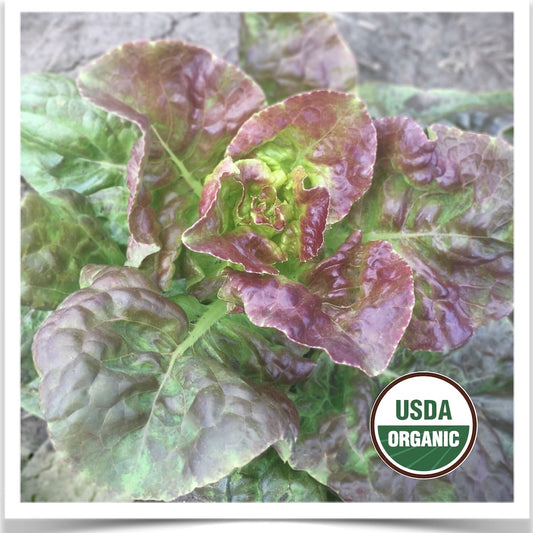 Prairie Road Organic Seed 's Dutch Brown lettuce ready for harvest grown from organic seed