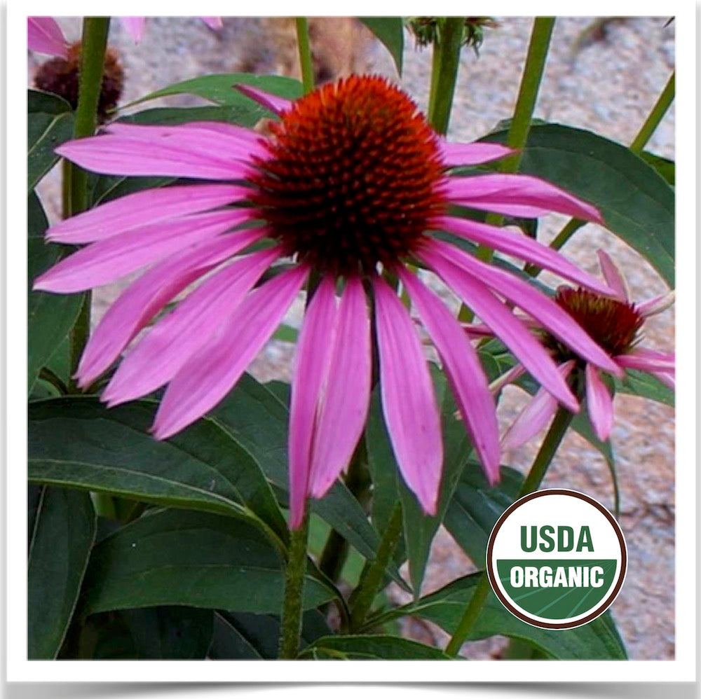Prairie Road Organic Seed Purple Coneflower echinacea flower grown from certified organic seed.
