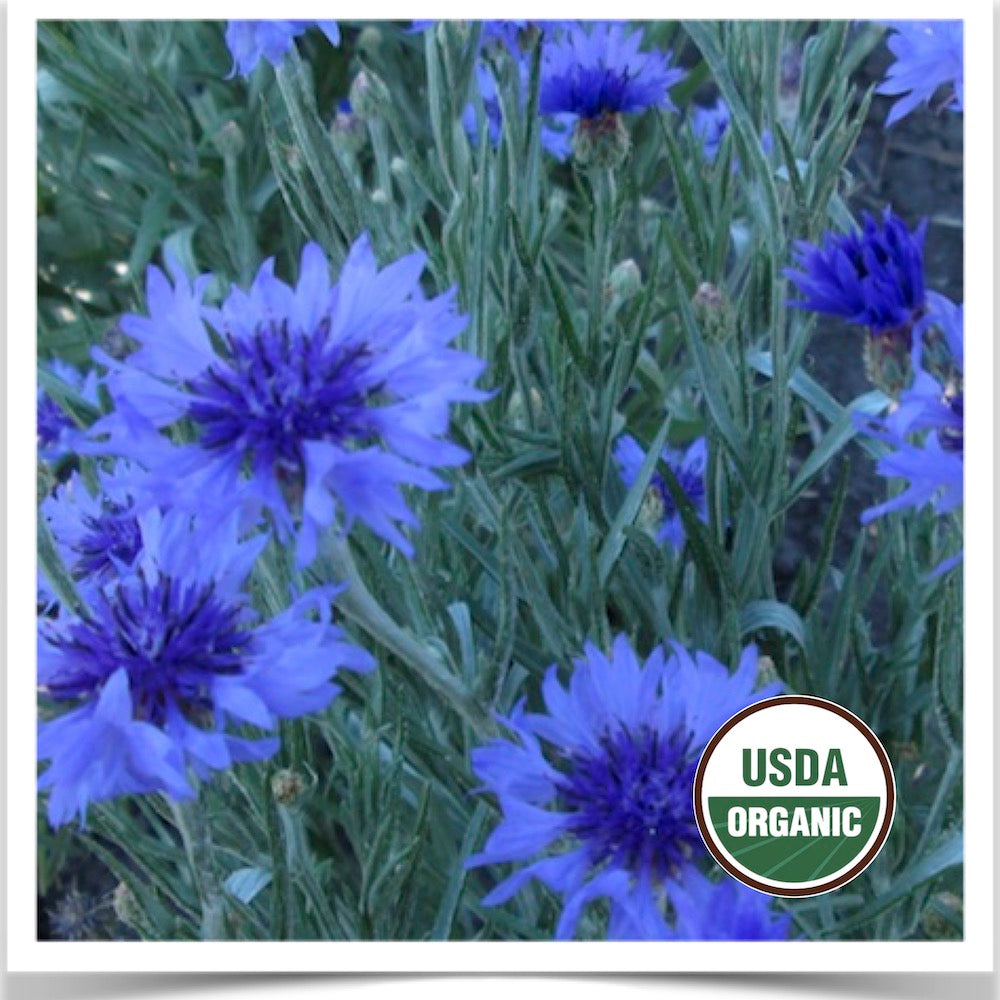 Prairie Road Organic Seed 's Blue Boy bachelor buttons grown from certified organic seed.