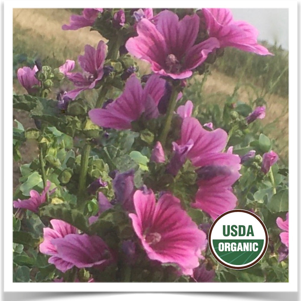 Prairie Road Organic Seed 's French Mallow grown from certified organic seed