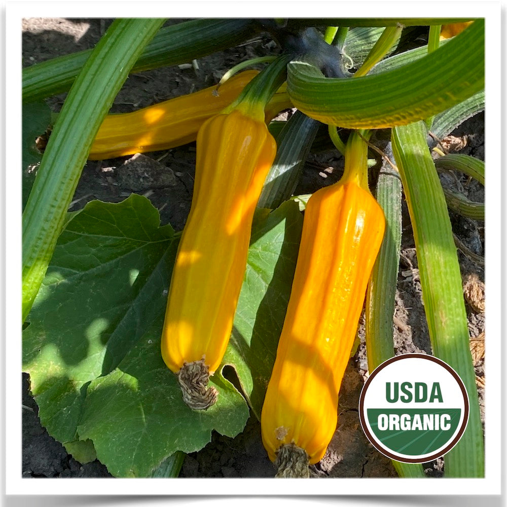 Goldini zucchini in production at Prairie Road Organic Seed grown from certified organic seed