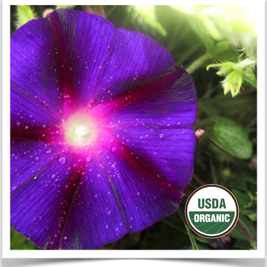 Prairie Road Organic Seed Grandpa Ott's morning glory grown from certified organic seed